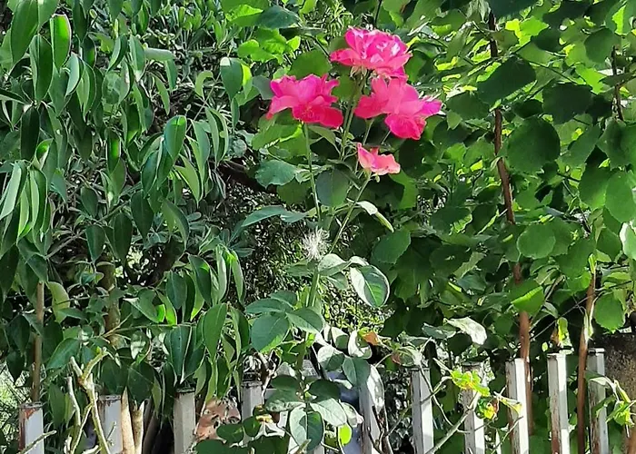 Couette-café A Casa Di Tetta 3*